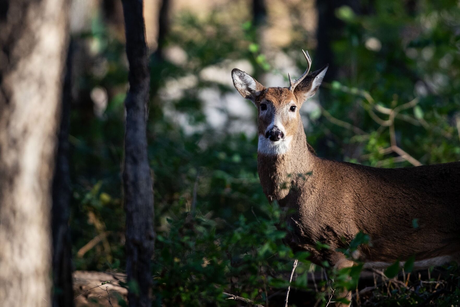 Deer 1